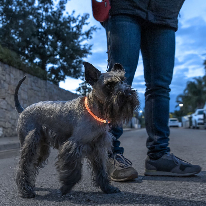 LED-halsbånd til kæledyr – Petlux InnovaGoods