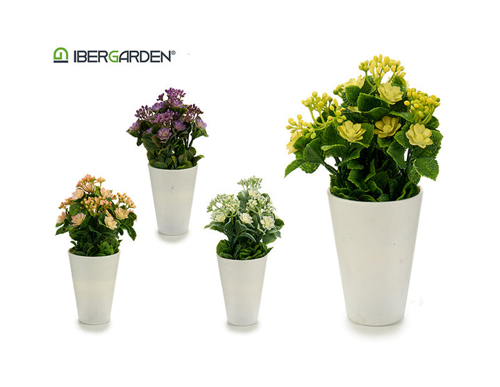 Potted ball flowers white mix 4 colors